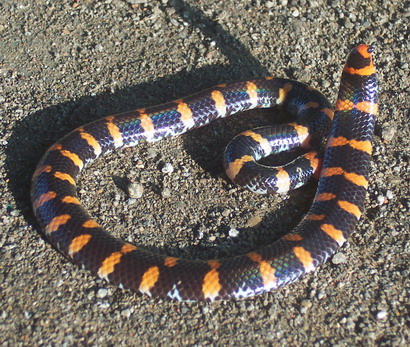 _images/wikimedia_cyl_ruffus.jpg